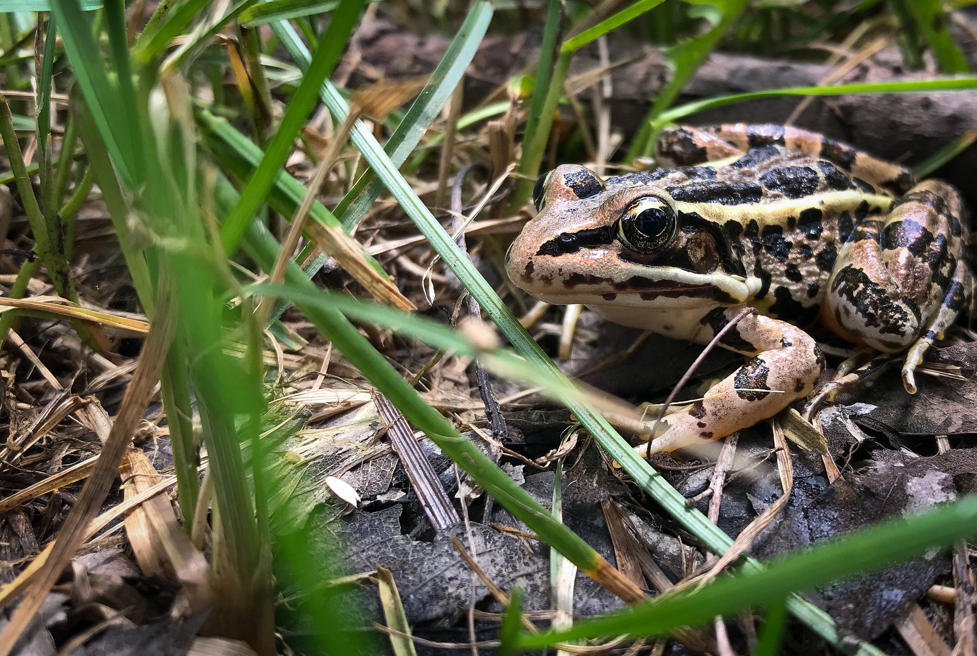 Pickerel Frog